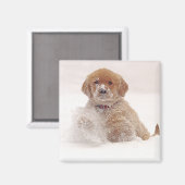 雪の中のゴールデンレトリバーの子犬 マグネット (正面/裏面)