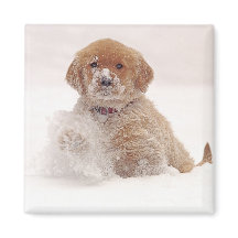 雪の中のゴールデンレトリバーの子犬