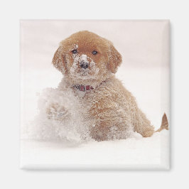 雪の中のゴールデンレトリバーの子犬 マグネット