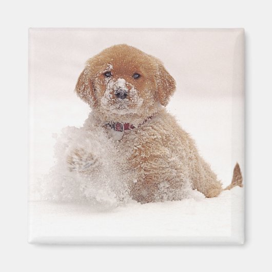 雪の中のゴールデンレトリバーの子犬 マグネット (正面)