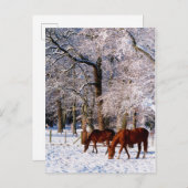 雪の中のサラブレッド馬 シーズンポストカード (正面/裏面)
