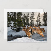 雪の中のシカ/冬の季節 ポストカード (正面/裏面)