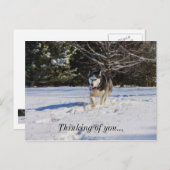 雪の中のシベリア考えるのハスキー ポストカード (正面/裏面)