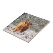 雪の中のスコットランド高地牛 タイル (側面)