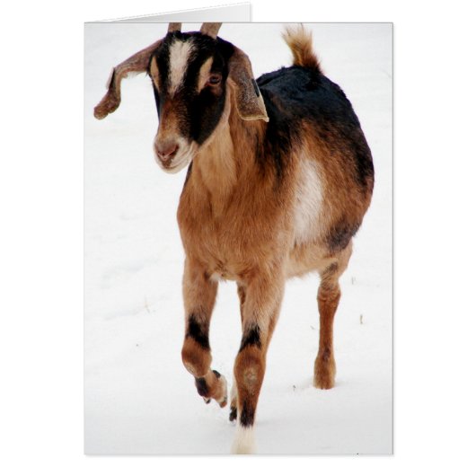 雪の中のスンニ·ダシン (正面)