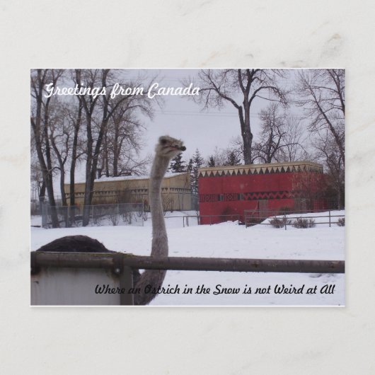 雪の中のダチョウ ポストカード (正面)