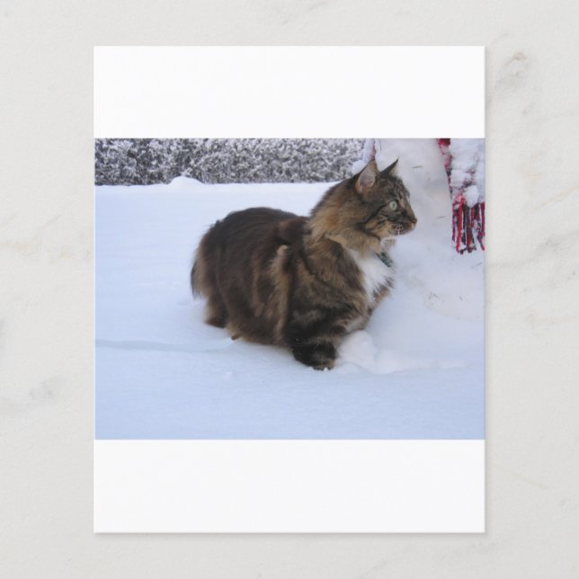 雪の中のノルウェーの林猫 (正面)