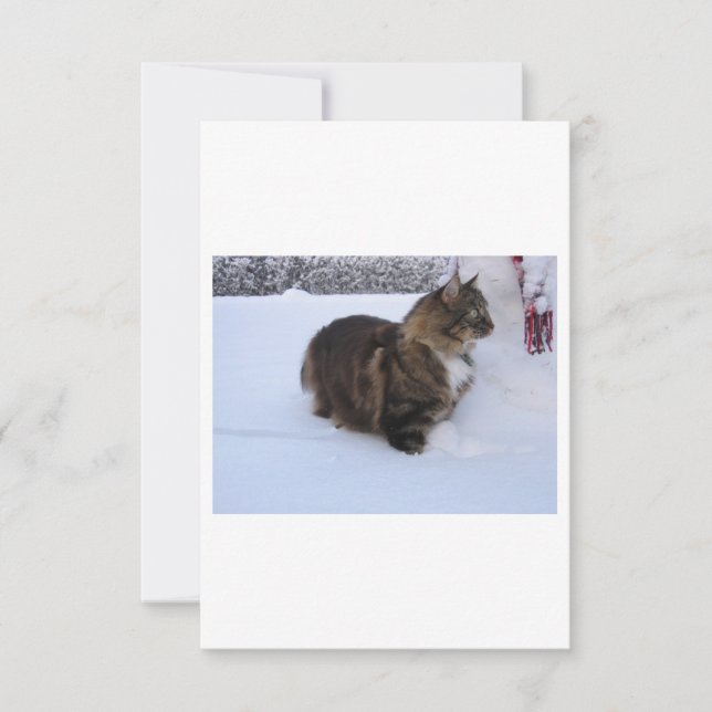 雪の中のノルウェーの林猫 (正面)