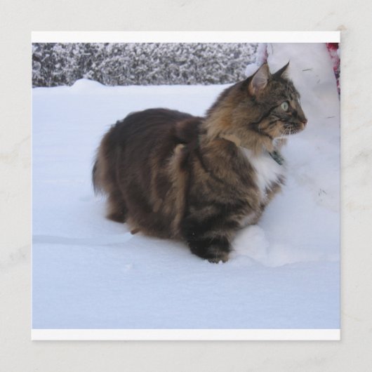 雪の中のノルウェーの林猫 プログラム (正面)