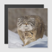 雪の中のパラス猫 (正面/裏面)