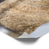 雪の中のパラス猫 ポスター (角)