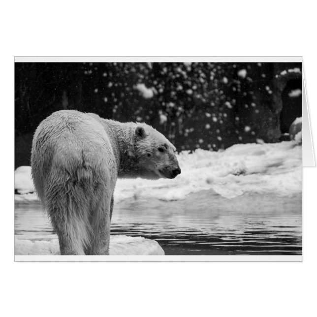 雪の中のホッキョクグマ (正面横)