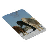 雪の中のミニチュア馬のグループ マグネット (右側)