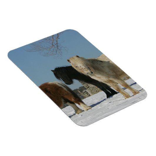 雪の中のミニチュア馬のグループ マグネット (右側)