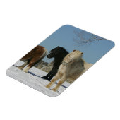 雪の中のミニチュア馬のグループ マグネット (左側)