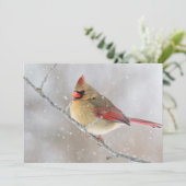 雪の中のメスのカーディナル シーズンカード (スタンド正面)