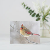 雪の中のメスのカーディナル シーズンポストカード (スタンド正面)