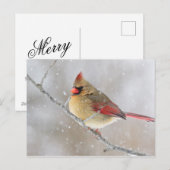 雪の中のメスのカーディナル シーズンポストカード (正面/裏面)