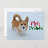雪の中のメリークリスマスコルギの写真が美しい シーズンポストカード (正面/裏面)