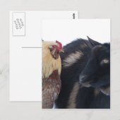 雪の中のヤギと鶏の友人 ポストカード (正面/裏面)