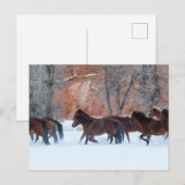 雪の中のランニング馬の群れ ポストカード (正面/裏面)