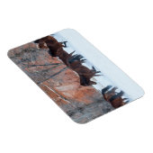 雪の中のランニング馬の群れ マグネット (右側)