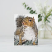 雪の中のリス ポストカード (スタンド正面)