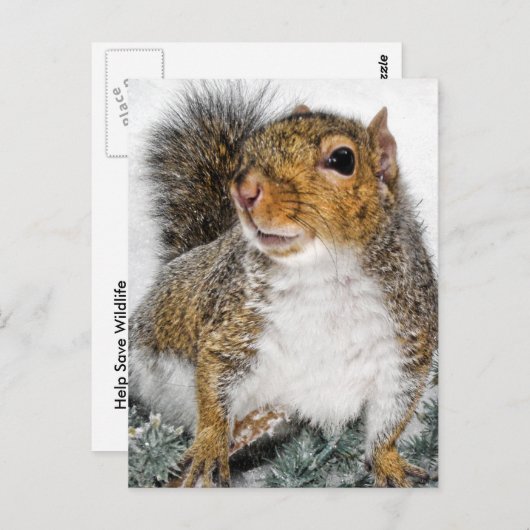 雪の中のリス ポストカード (正面/裏面)