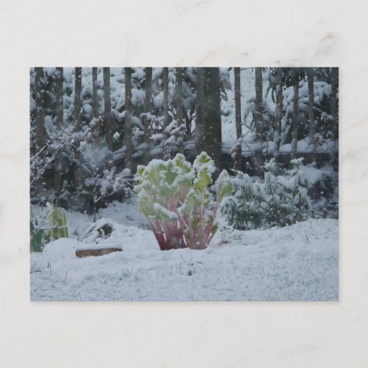 雪の中のルバーブ ポストカード (正面)
