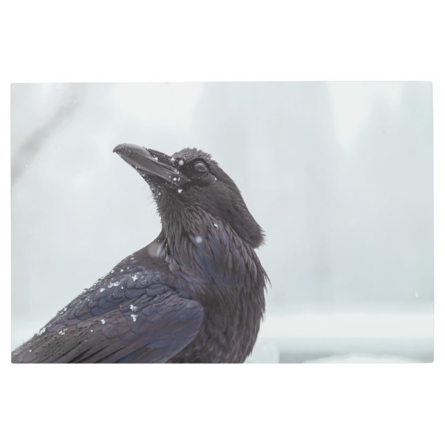 雪の中のレイベン メタルプリント (正面)