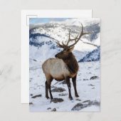 雪の中のローンブルエルク |イエローストーン国立公園 ポストカード (正面/裏面)