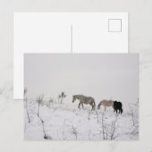 雪の中のワイルドホース ポストカード (正面/裏面)