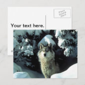 雪の中の北米の材木オオカミ ポストカード (正面/裏面)