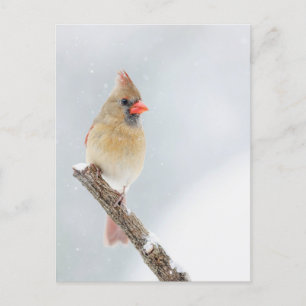 雪の中の北(鳥)ショウジョウコウカンチョウの女性の写真 ポストカード