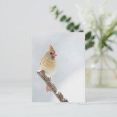 雪の中の北(鳥)ショウジョウコウカンチョウの女性の写真 ポストカード (スタンド正面)