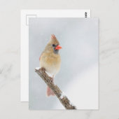 雪の中の北(鳥)ショウジョウコウカンチョウの女性の写真 ポストカード (正面/裏面)