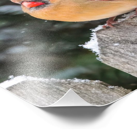 雪の中の北(鳥)ショウジョウコウカンチョウ自然写真 フォトプリント (角)