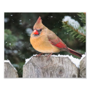 雪の中の北(鳥)ショウジョウコウカンチョウ自然写真 フォトプリント
