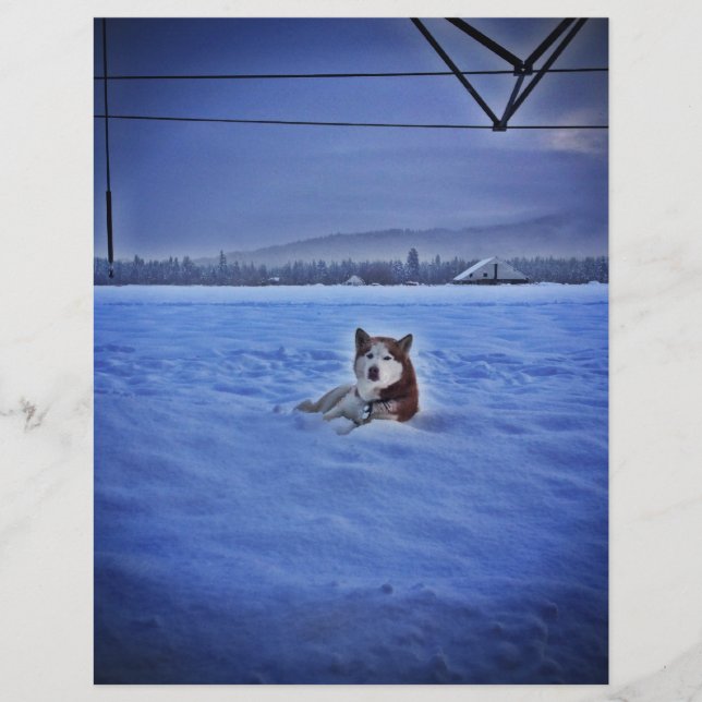 雪の中の可愛い犬 (正面)