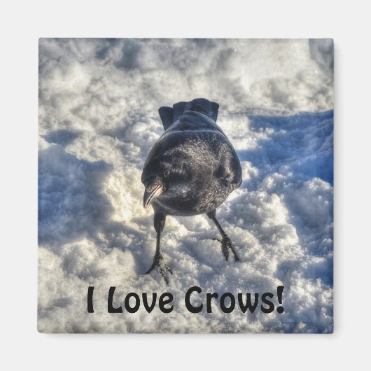 雪の中の可愛い黒いカラス マグネット (正面)