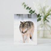 雪の中の外にいる動物 ポストカード (スタンド正面)