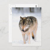 雪の中の外にいる動物 ポストカード (正面/裏面)