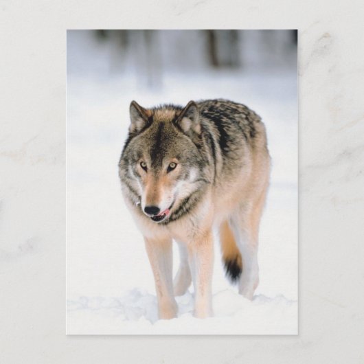 雪の中の外にいる動物 ポストカード (正面)