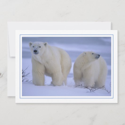 雪の中の子グマとホッキョクグマの母 シーズンカード (正面)