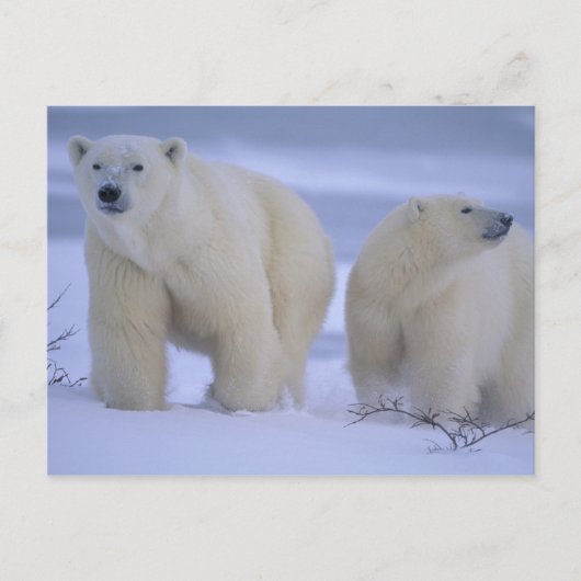 雪の中の子グマとホッキョクグマの母 シーズンポストカード (正面)