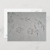 雪の中の子猫の前足と鳥のトラック – はがき (正面/裏面)