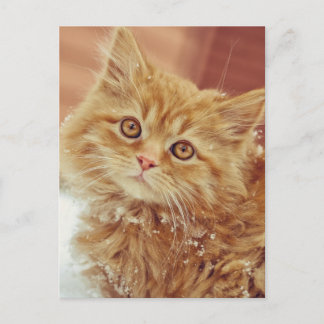 雪の中の子猫 ポストカード