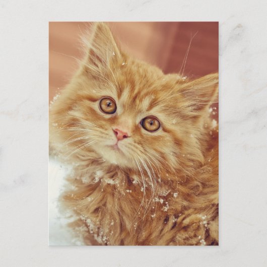 雪の中の子猫 ポストカード (正面)