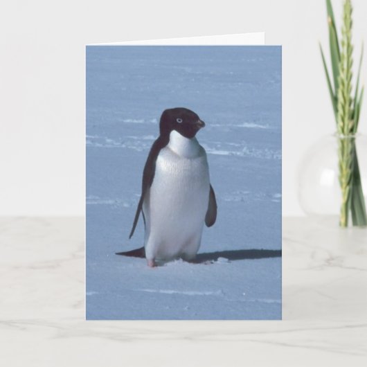 雪の中の孤独なペンギン サンキューカード (正面)