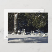 雪の中の小さな松 ポストカード (正面/裏面)